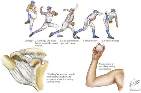 Throwing Baseball Muscle