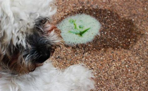 Throwing Up Green Dog