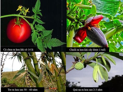 Điểm mặt 5 loại xương rồng có hoa siêu đẹp các bạn nên biết