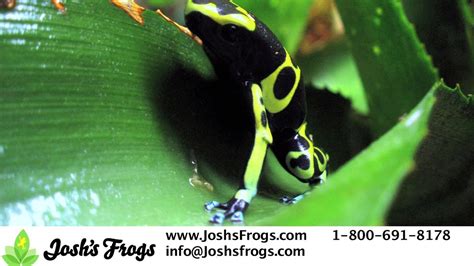 Thumbnail Dart Frogs For Beginners