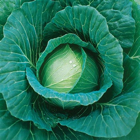 Thunderhead Cabbage