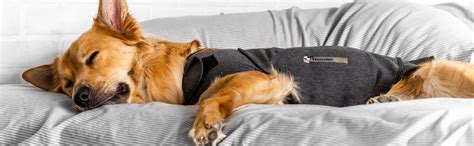 Thundershirt Makes Dog Sleepy
