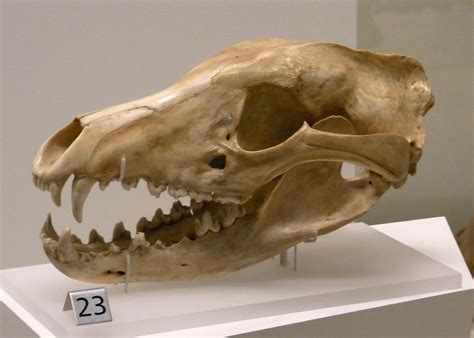 thylacine skull