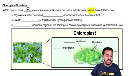Thylakoids, Dna, And Ribosomes: The Essential Components Of Photosynthesis