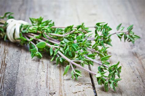 Thyme Seeds Winter Heirloom Untreated NONGMO From Canada
