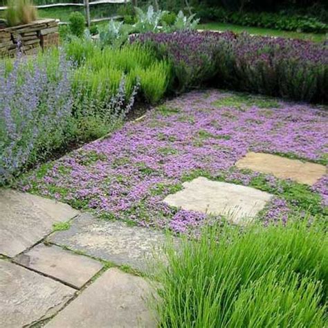 A thyme lawn. Prettier than grass, needs no mowing or watering, (much