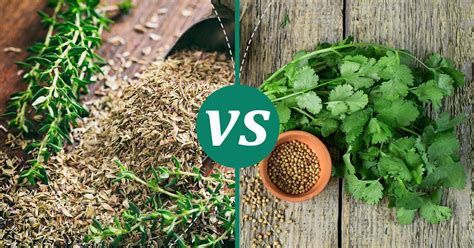 Thyme And Coriander
