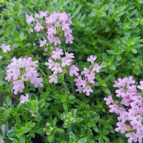 Thyme Creeping Pink
