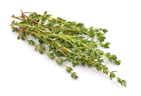 Thyme Define In Spanish