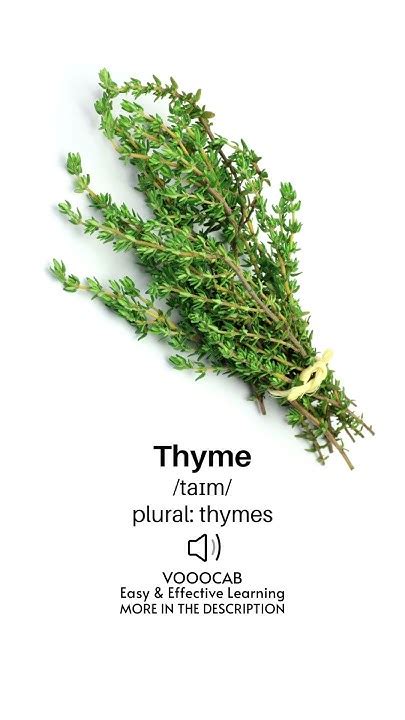 Thyme Definition Plural