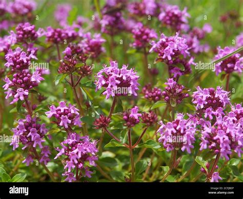 Thyme Has Flowers