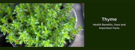 Thyme Herb Hindi Name