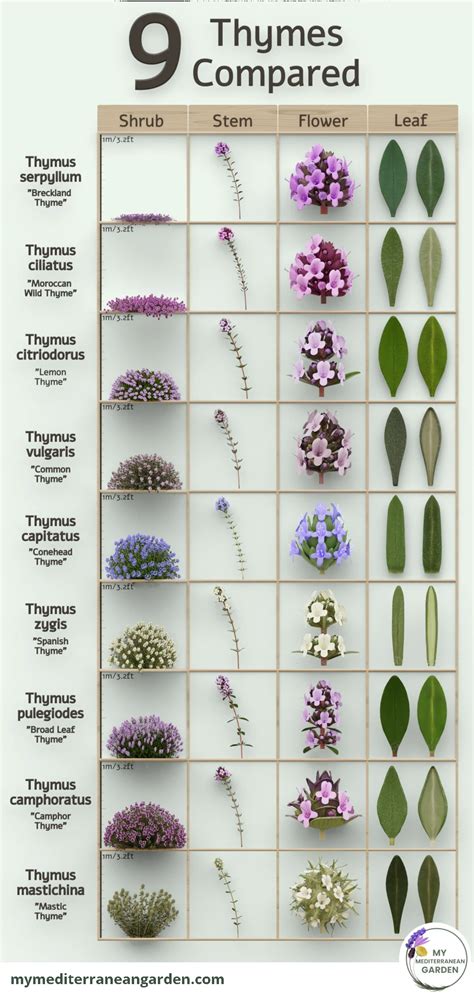Thyme Herb Types