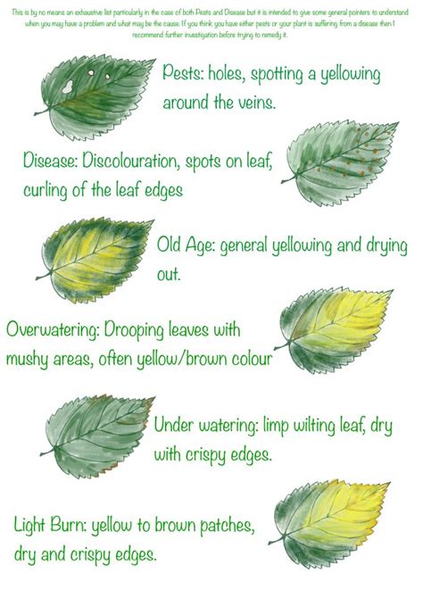 Thyme Leaves Going Yellow