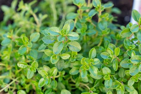 Thyme Leaves On