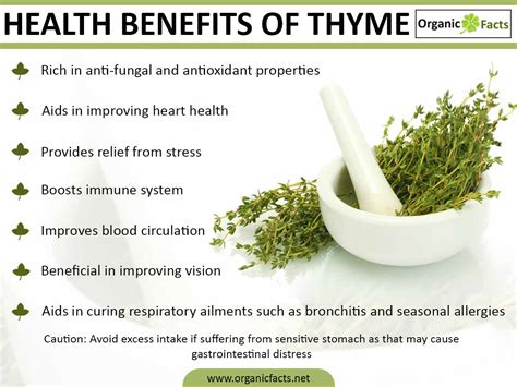 Thyme Para Que Sirve