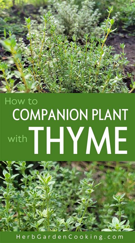 Thyme Planting Partners