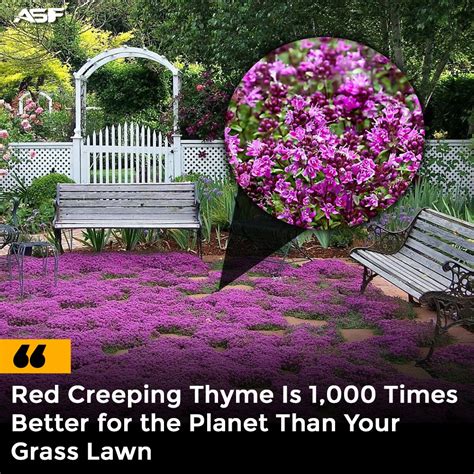 Thyme To Replace Grass