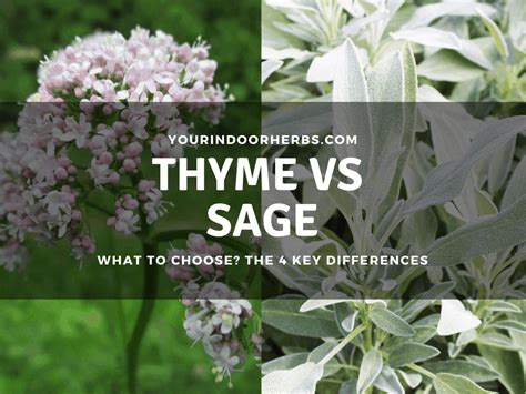 Thyme Vs Sage