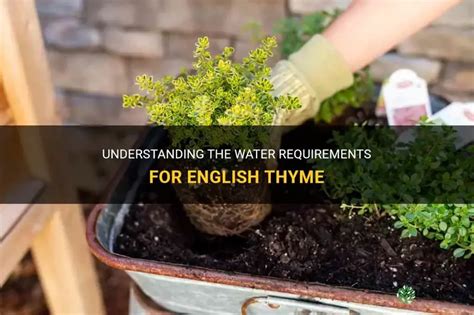 Thyme Water Requirements