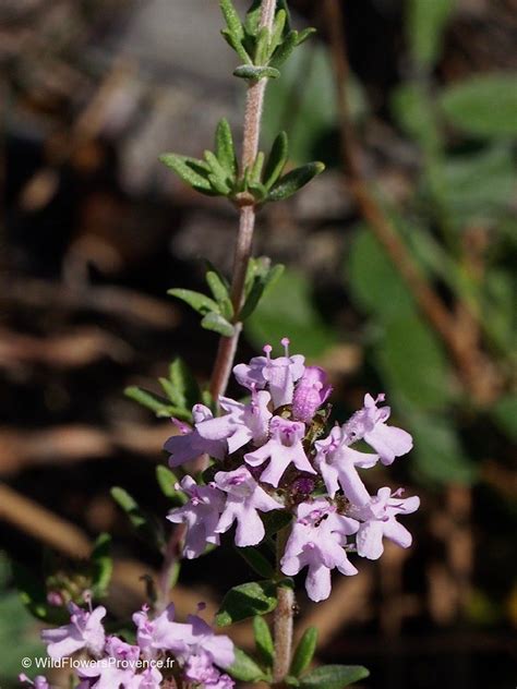Thymus Capitatus Herb