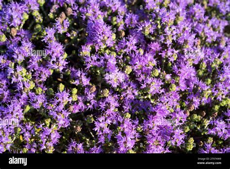 Thymus Capitatus Sinonimo