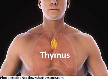 Thymus Not Working