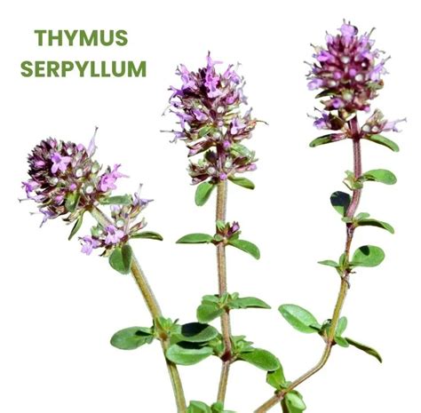 Thymus Serpyllum Zone