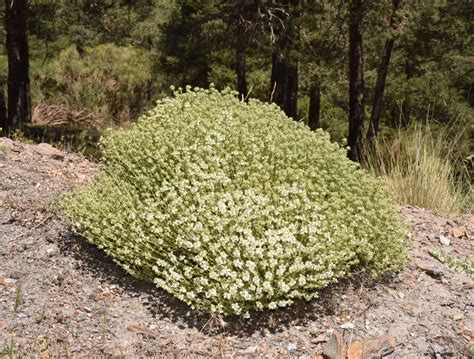 Thymus Zygis Linalool