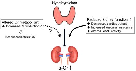 Thyroid Hormone Effect On Kidney