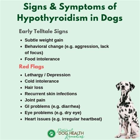 Thyroid Medication Side Effects On Dogs