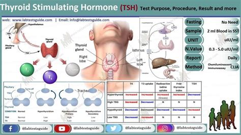 Understanding Thyrotropin Lab Test: What Do Your Results Mean?
