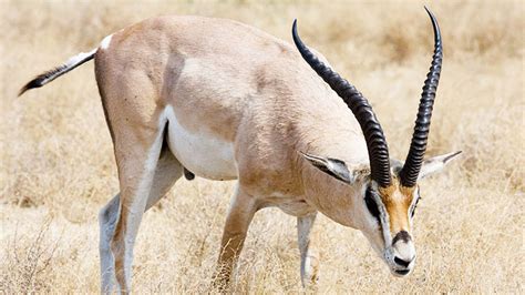 tibetan antelope