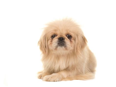 tibetan spaniel older dog 10