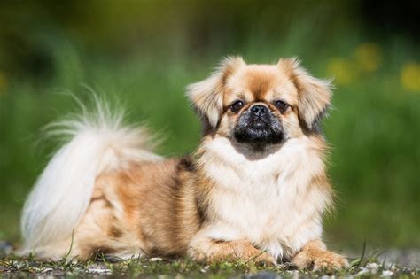 tibetan spaniel older dog 21