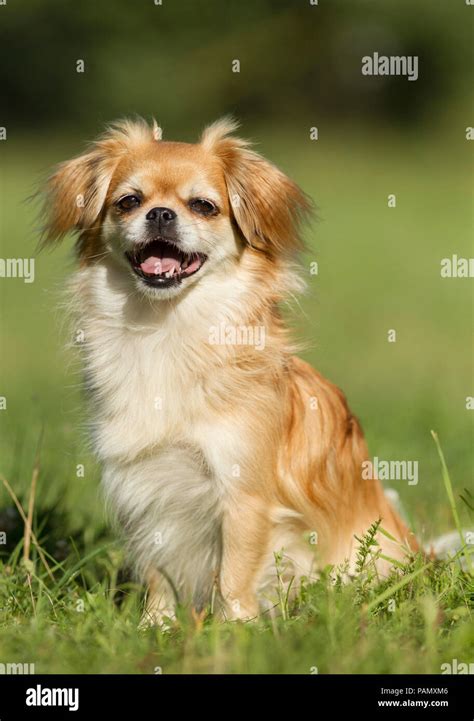 tibetan spaniel older dog 22