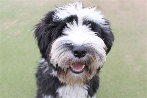tibetan terrier for adoption