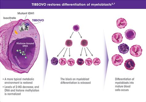 tibsovo mechanism of action