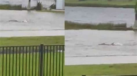 Huracán en Florida el increíble video de un tiburón nadando en las calles