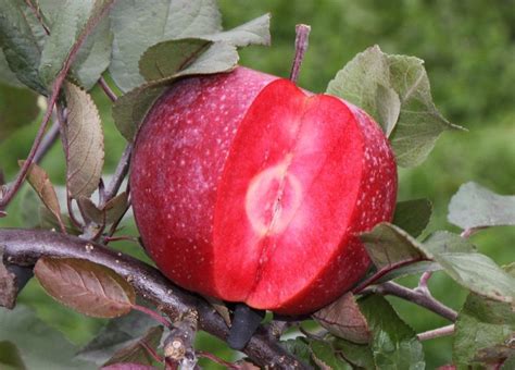 Tickled Pink Apple: Surprising Health Benefits You Never Knew