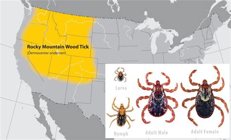 Are There Ticks In Portland Oregon Protecting Yourself And Your Dog
