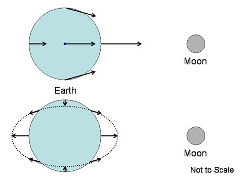 tidal forces are caused by quizlet