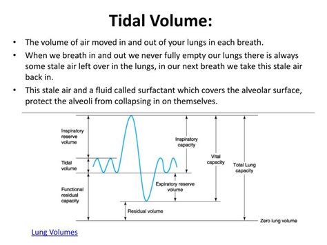 tidal volume a level