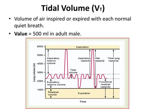tidal volume for an adult