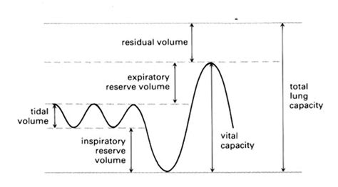 tidal volume spirometer graph