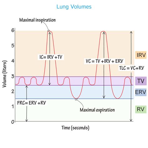 tidal volume vs total lung capacity