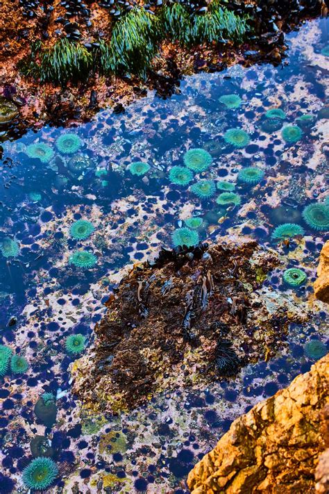 tide pools bay area