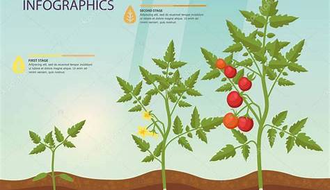 Geografiando en clase: ¿Cómo crecen nuestros tomates?