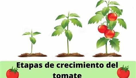 Pin de NAYR SANTOS FERNANDEZ en PLANTAS | Plantas de tomate, Cultivo de