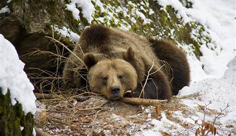 Achtung, niedlich! Wildtiere im Winterschlaf - Welt der Wunder TV